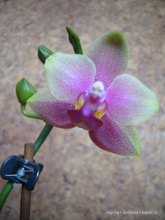 Мои маленькие помощницы Лайла, Тоби и Мей Мей от Кайе Виггс