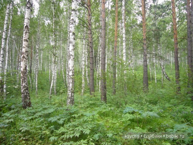 Там, на неведомых дорожках... Nelli (grin) Kaye Wiggs (фото 2)