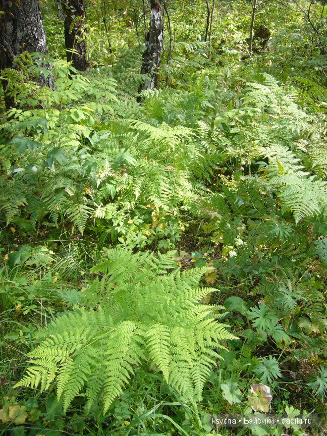 Там, где живут Эльфы....Gagea Lutea Zwergnase (фото 6)