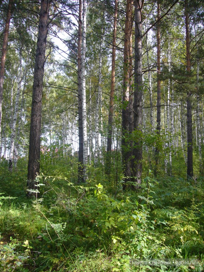 Там, где живут Эльфы....Gagea Lutea Zwergnase (фото 3)