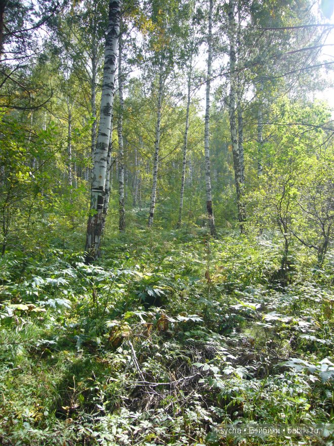 Там, где живут Эльфы....Gagea Lutea Zwergnase (фото 4)