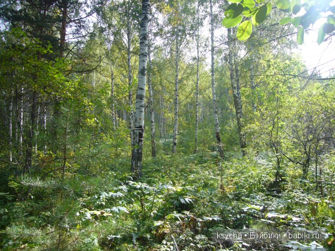 Там, где живут Эльфы....Gagea Lutea Zwergnase