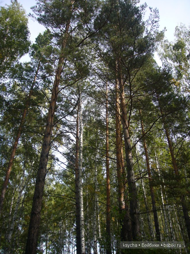 Там, где живут Эльфы....Gagea Lutea Zwergnase (фото 2)