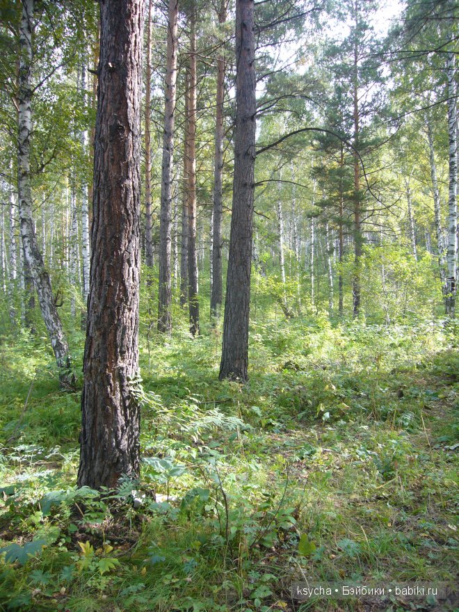 Там, где живут Эльфы....Gagea Lutea Zwergnase