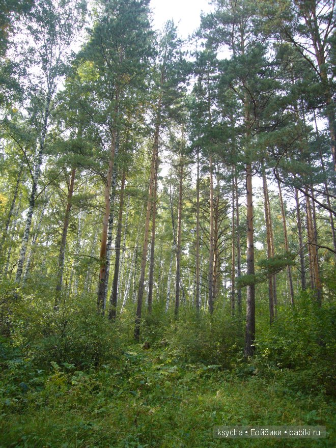 Там, где живут Эльфы....Gagea Lutea Zwergnase (фото 7)