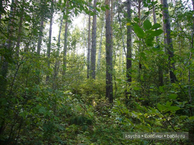Там, где живут Эльфы....Gagea Lutea Zwergnase (фото 5)