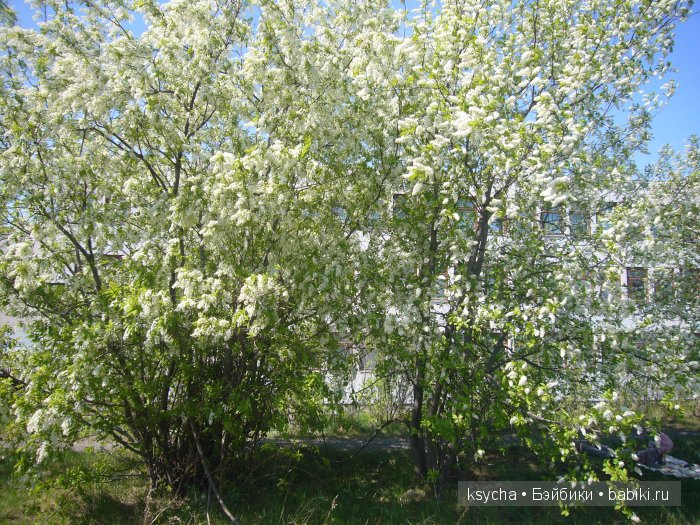 Ах черемуха белая... Антикварная кукла Simon & Halbic, Kemmer Reinhardt (фото 9)