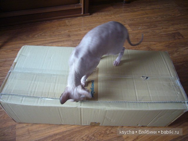 Мой солнечный лучик Maria Petronella от Zwergnase