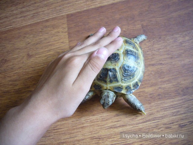 Наша Барби и — Куклы Annette Himstedt (Аннетт Химстедт): коллекционные