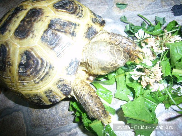 Наша Барби и — Куклы Annette Himstedt (Аннетт Химстедт): коллекционные (фото 2)