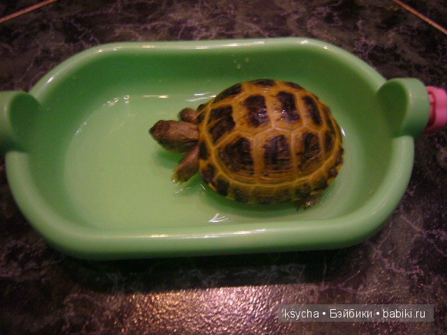 Наша Барби и — Куклы Annette Himstedt (Аннетт Химстедт): коллекционные