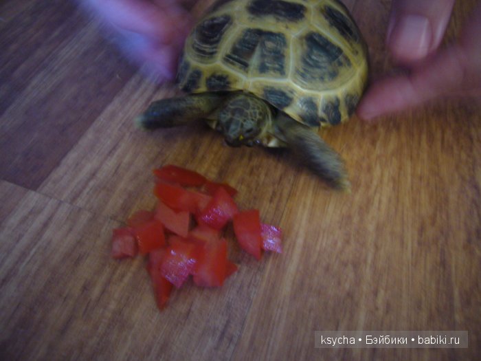 Наша Барби и — Куклы Annette Himstedt (Аннетт Химстедт): коллекционные