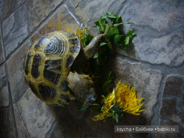 Наша Барби и — Куклы Annette Himstedt (Аннетт Химстедт): коллекционные