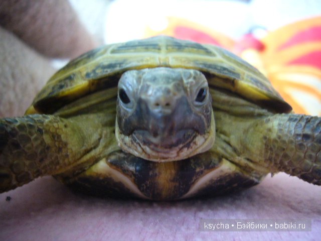 Наша Барби и — Куклы Annette Himstedt (Аннетт Химстедт): коллекционные (фото 3)