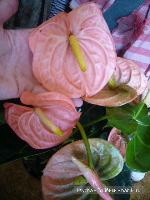 Мои большие девочки от Zwergnase