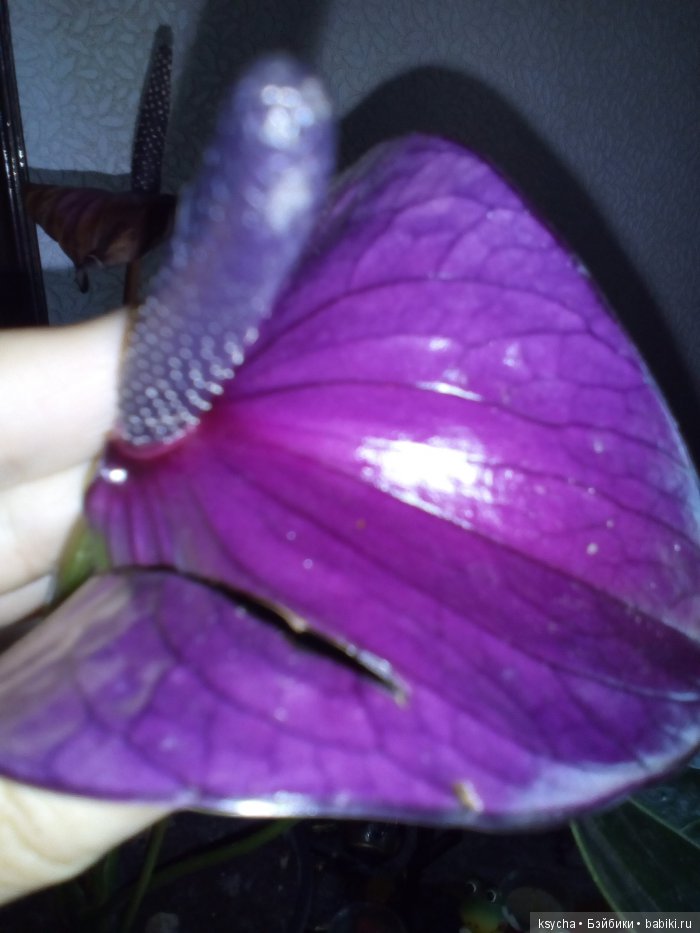 Мой домашний сад, где живут эльфы