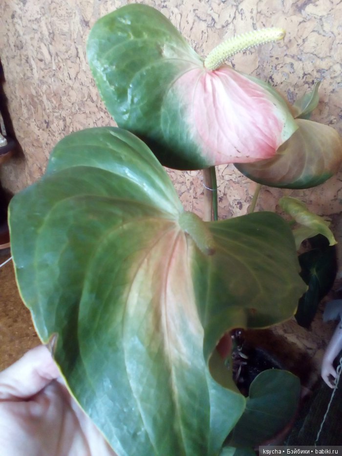 Мой домашний сад, где живут эльфы