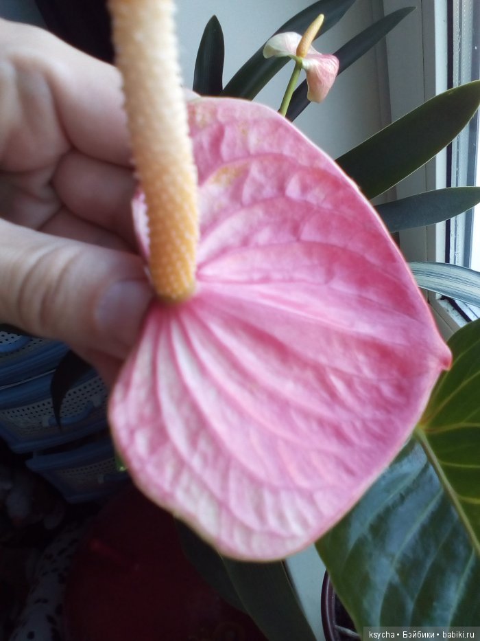 Мой домашний сад, где живут эльфы