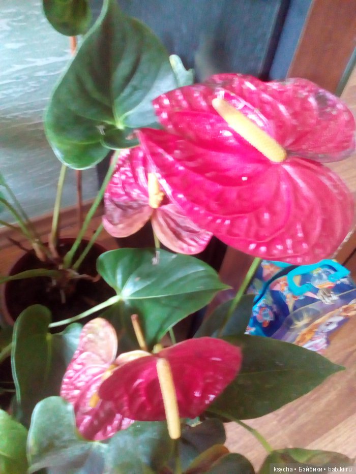 Мой домашний сад, где живут эльфы