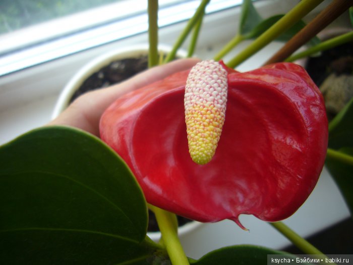 Мой домашний сад, где живут эльфы