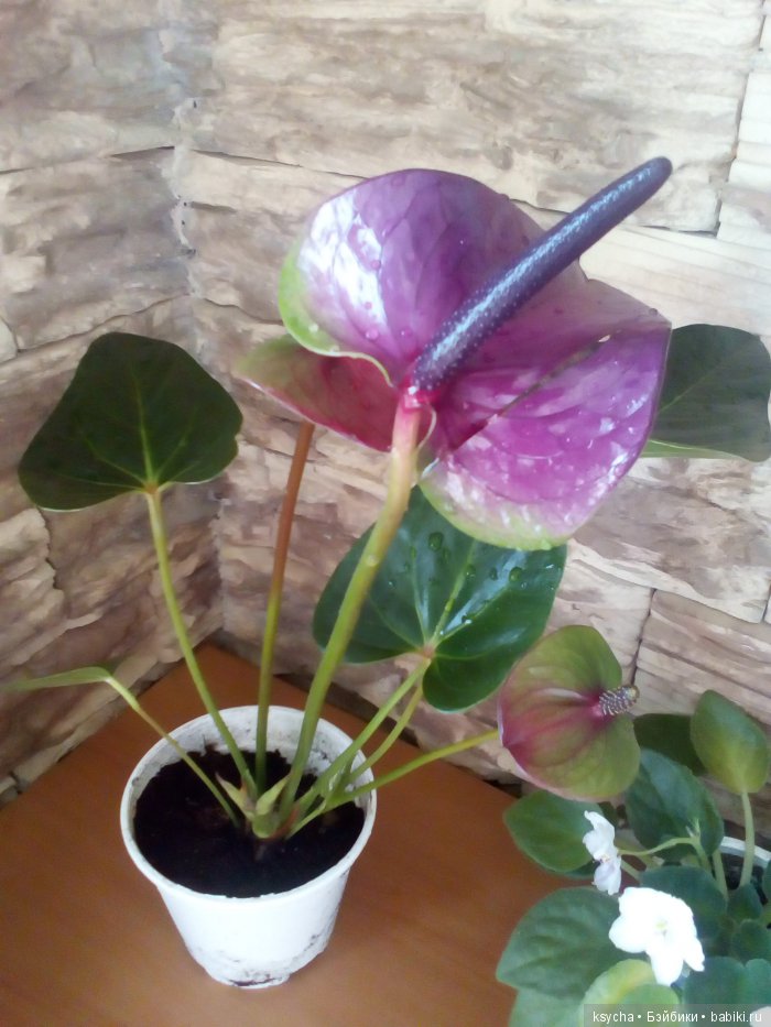 Мой домашний сад, где живут эльфы