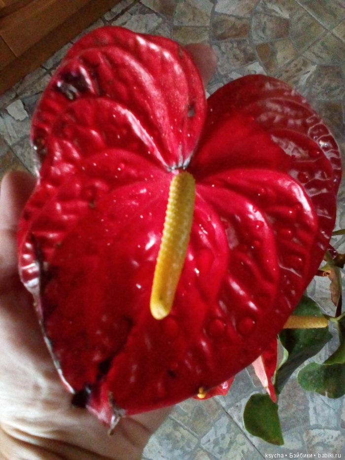 Мой домашний сад, где живут эльфы