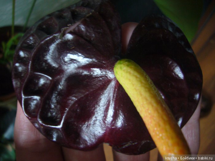 Мой домашний сад, где живут эльфы