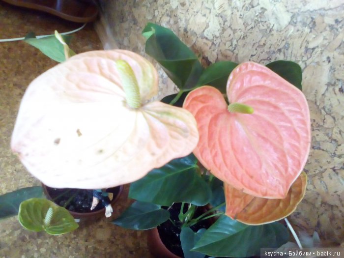 Мой домашний сад, где живут эльфы (фото 10)