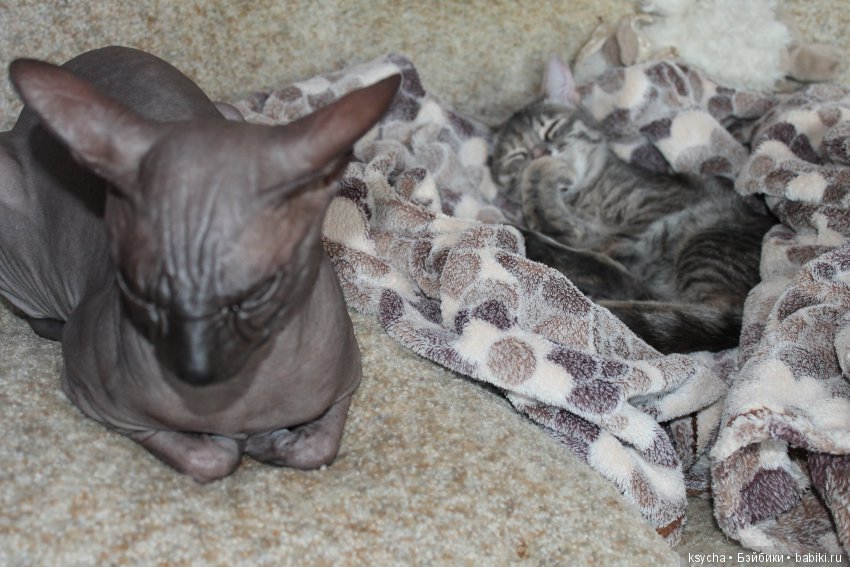 Марс...космос у меня дома:) (фото 6)