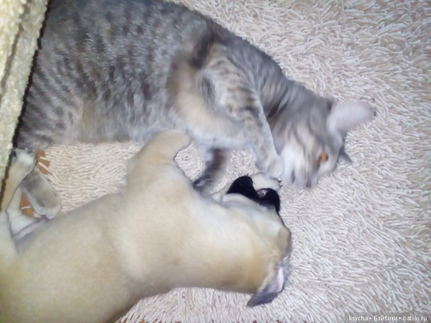 А у нас опять двадцать пять