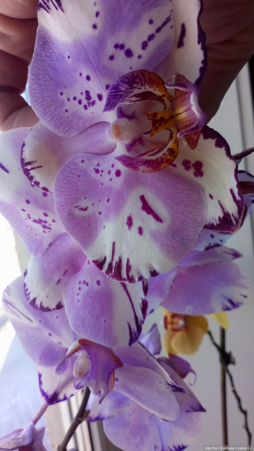 Еще одна любовь...к цветам:) Орхидеи (фото 9)