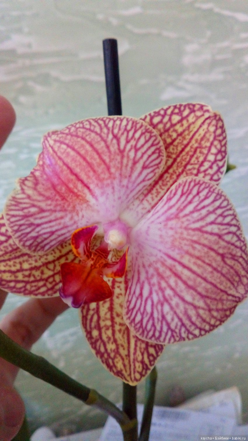 Еще одна любовь...к цветам:) Орхидеи (фото 2)