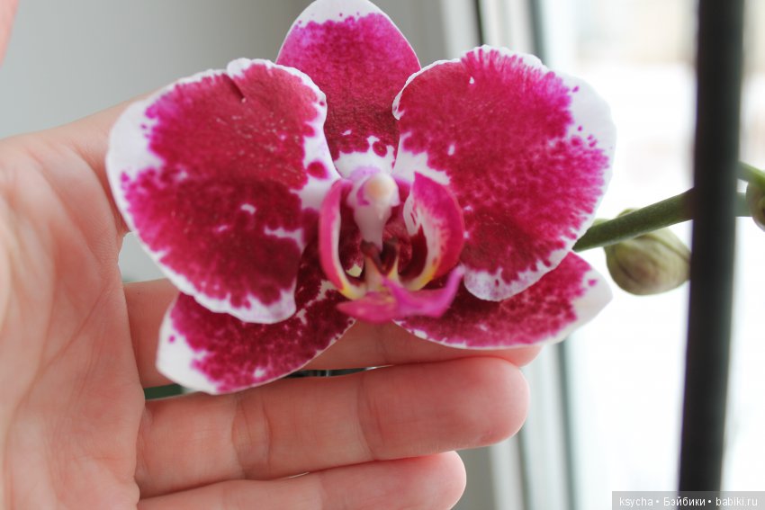 Еще одна любовь...к цветам:) Орхидеи