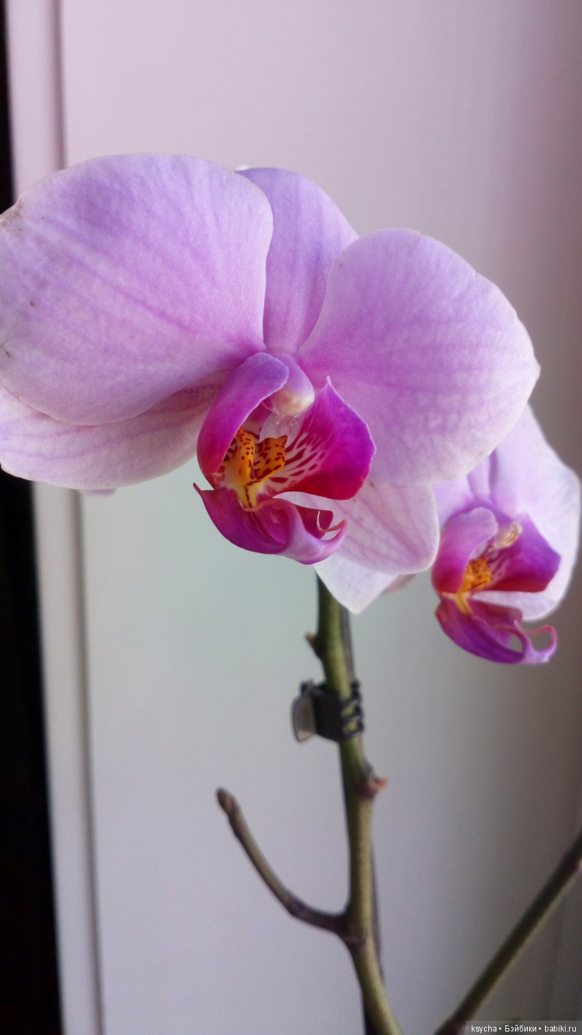 Еще одна любовь...к цветам:) Орхидеи (фото 7)