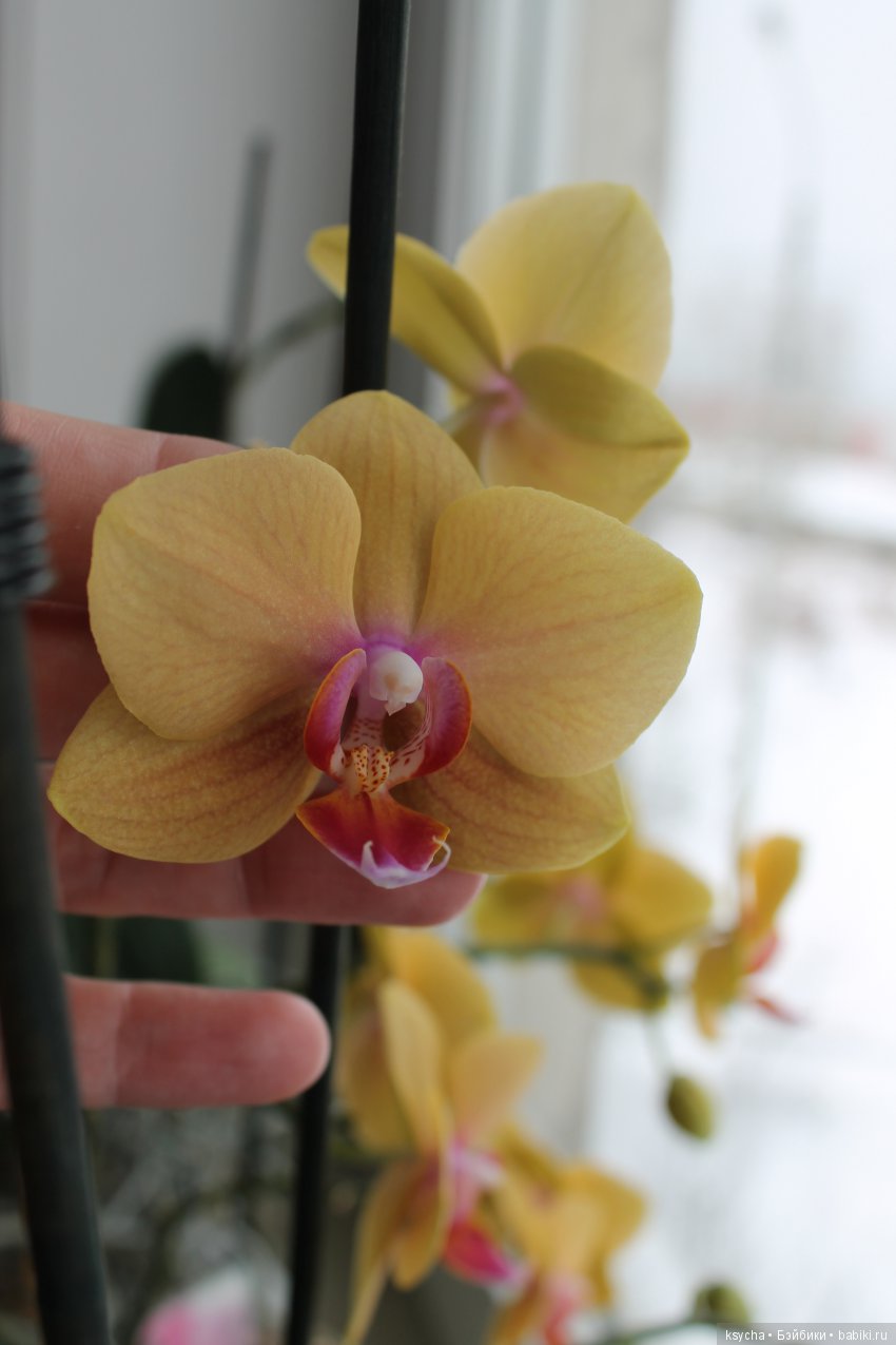 Еще одна любовь...к цветам:) Орхидеи