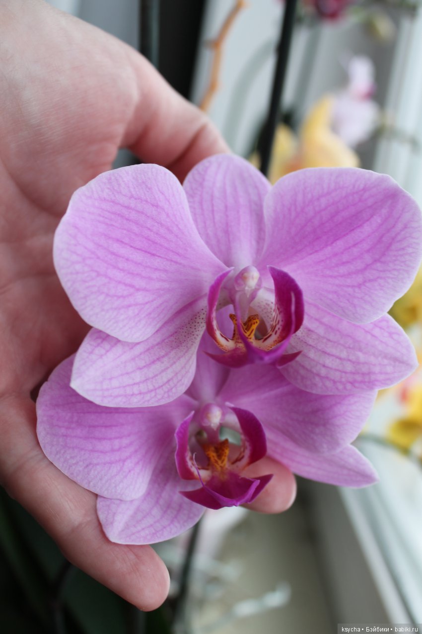 Еще одна любовь...к цветам:) Орхидеи