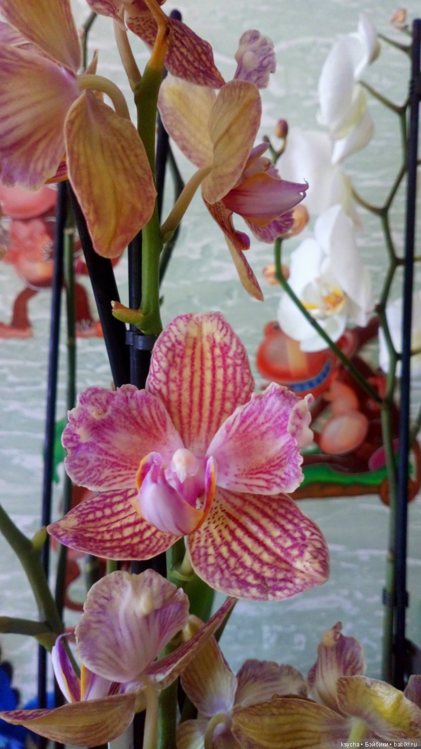 Еще одна любовь...к цветам:) Орхидеи (фото 4)