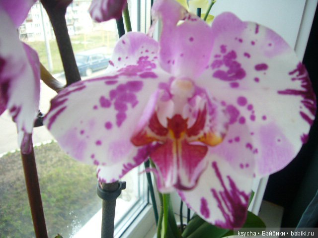 Еще одна любовь...к цветам:) Орхидеи