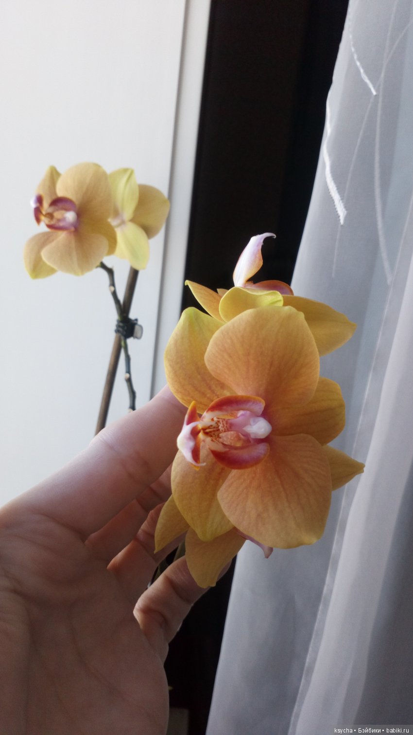 Еще одна любовь...к цветам:) Орхидеи (фото 10)