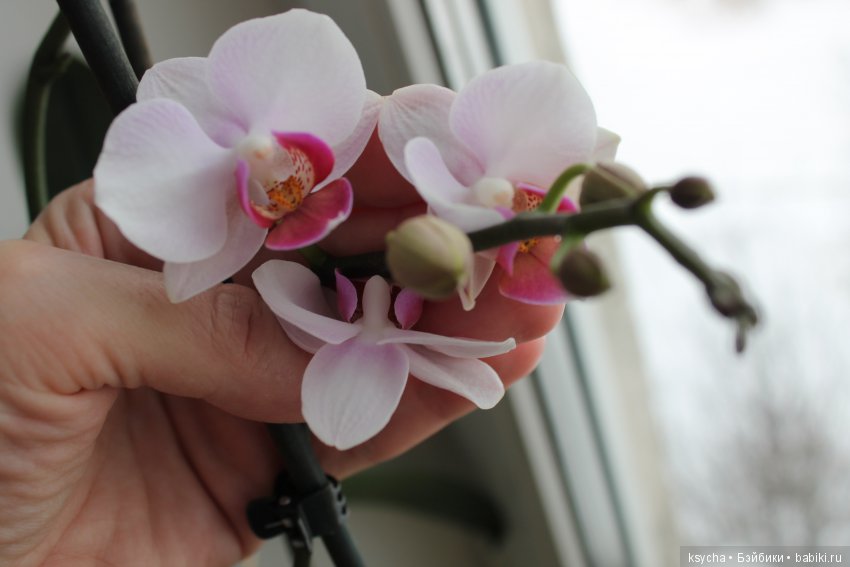 Еще одна любовь...к цветам:) Орхидеи