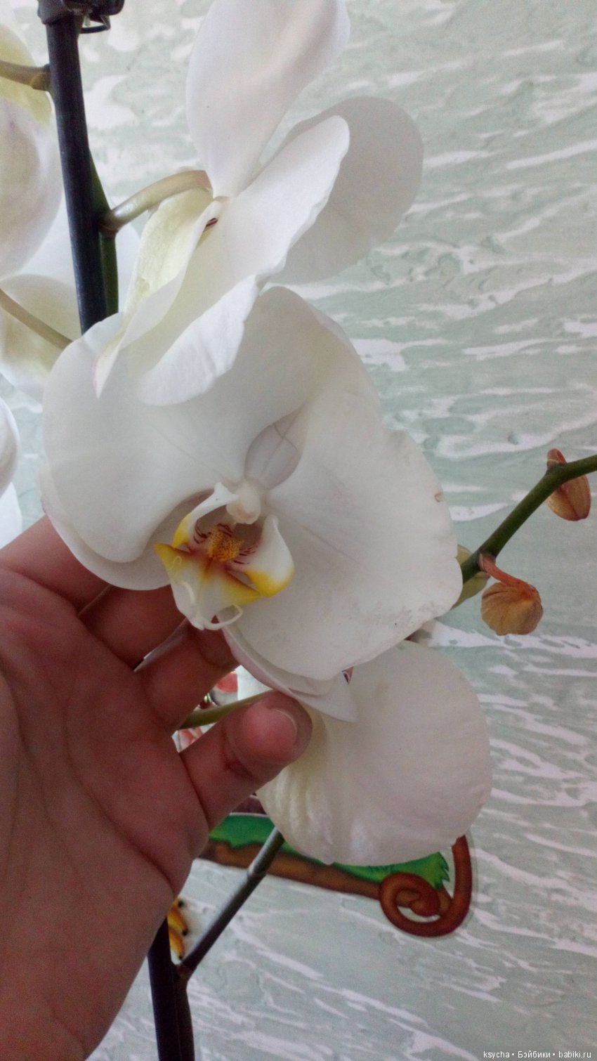 Еще одна любовь...к цветам:) Орхидеи (фото 3)