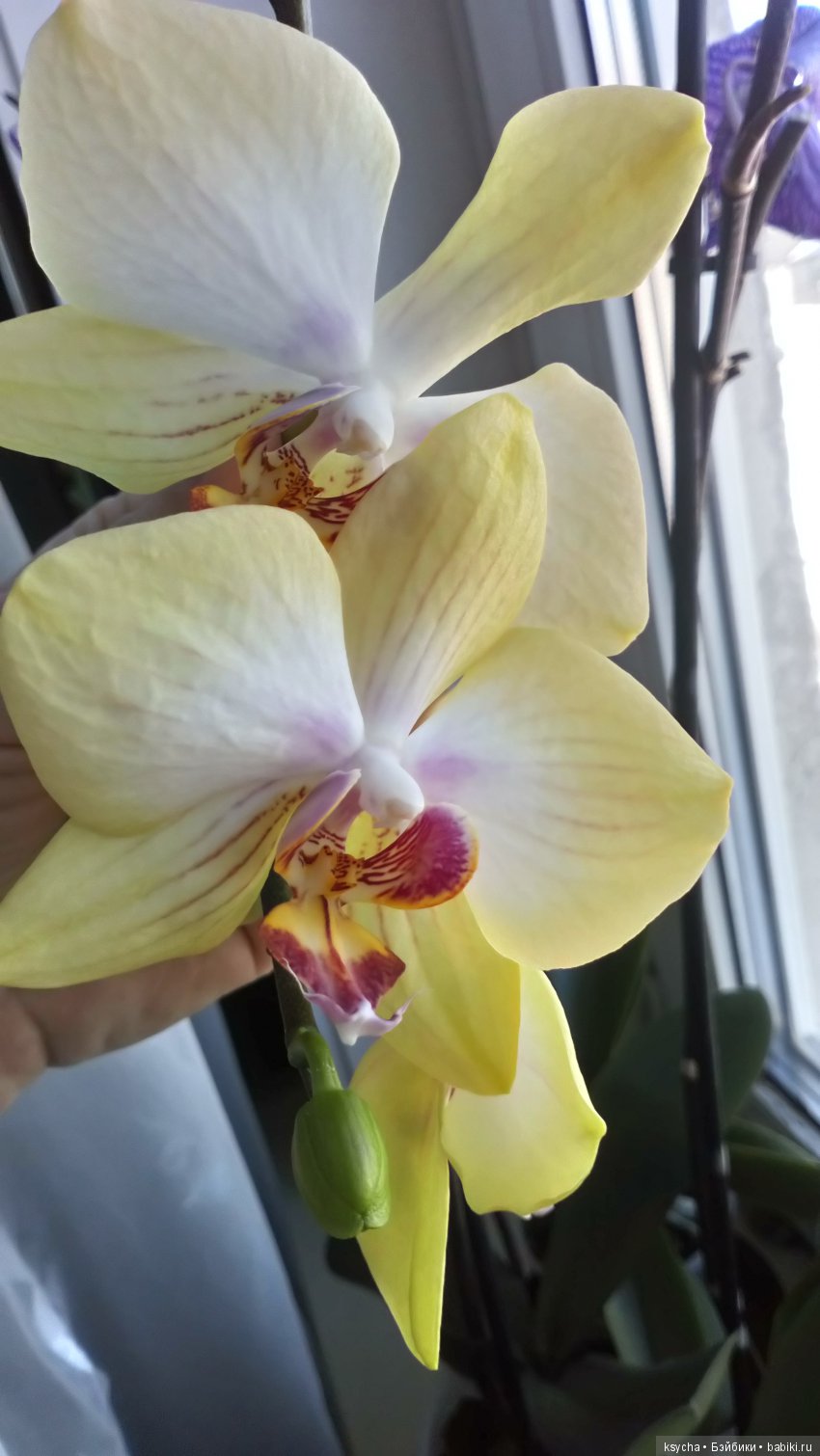 Еще одна любовь...к цветам:) Орхидеи (фото 8)