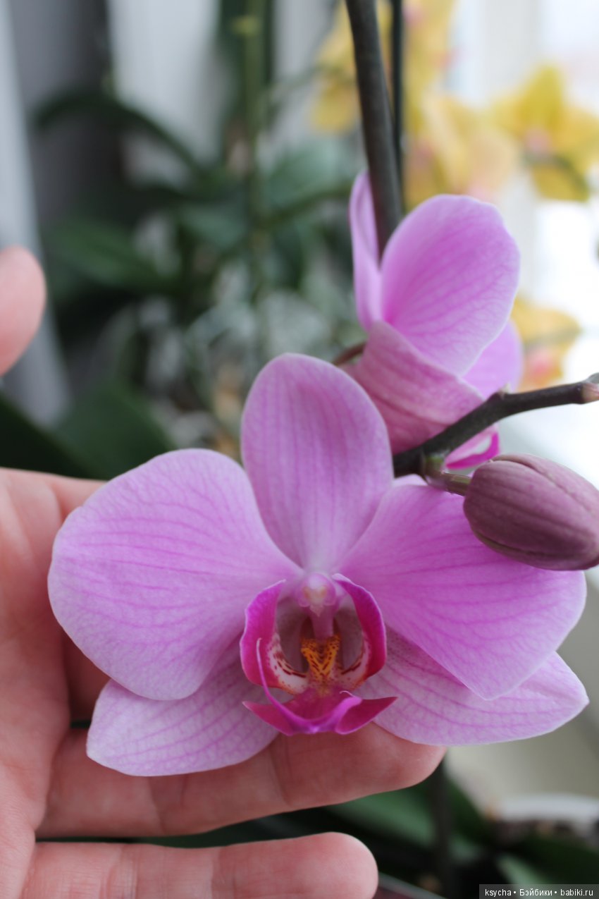 Еще одна любовь...к цветам:) Орхидеи