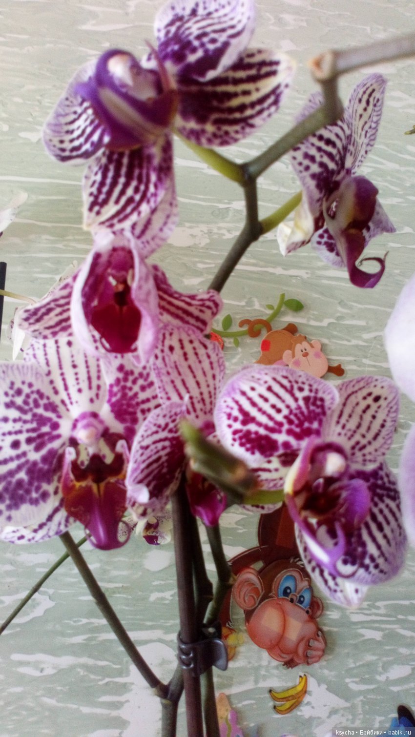 Еще одна любовь...к цветам:) Орхидеи (фото 6)