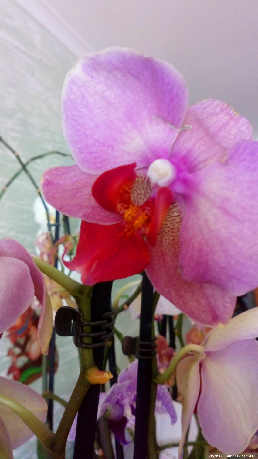 Еще одна любовь...к цветам:) Орхидеи (фото 5)