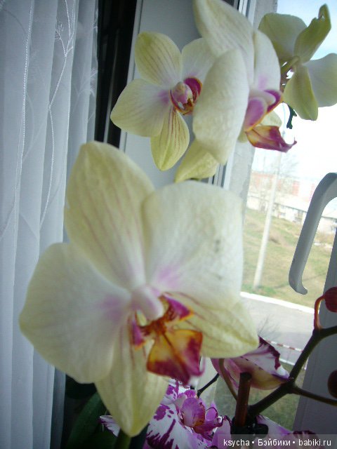 Еще одна любовь...к цветам:) Орхидеи