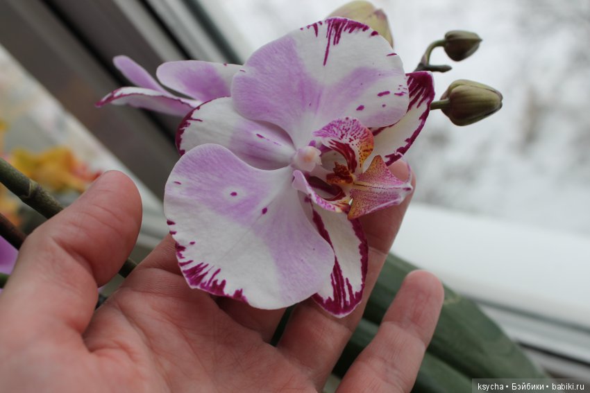 Еще одна любовь...к цветам:) Орхидеи