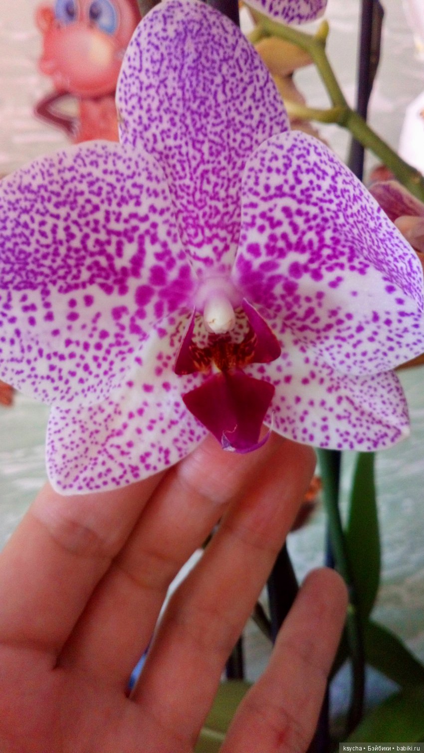 Еще одна любовь...к цветам:) Орхидеи