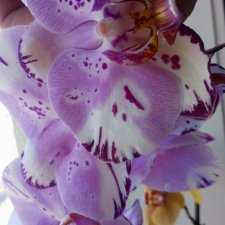 Еще одна любовь...к цветам:) Орхидеи....