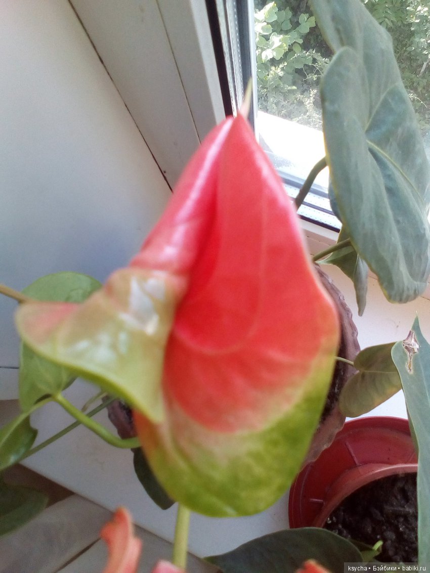 Мое "цветочное" хобби" антуриумы